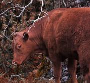 The Red Heifer Explained